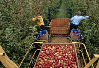 emplois agricoles saisonniers