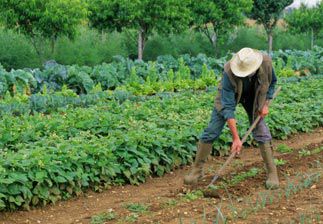 Les contaminations par les parasites le traitement